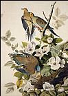 John James Audubon Carolina Pigeon, Mourning Dove painting